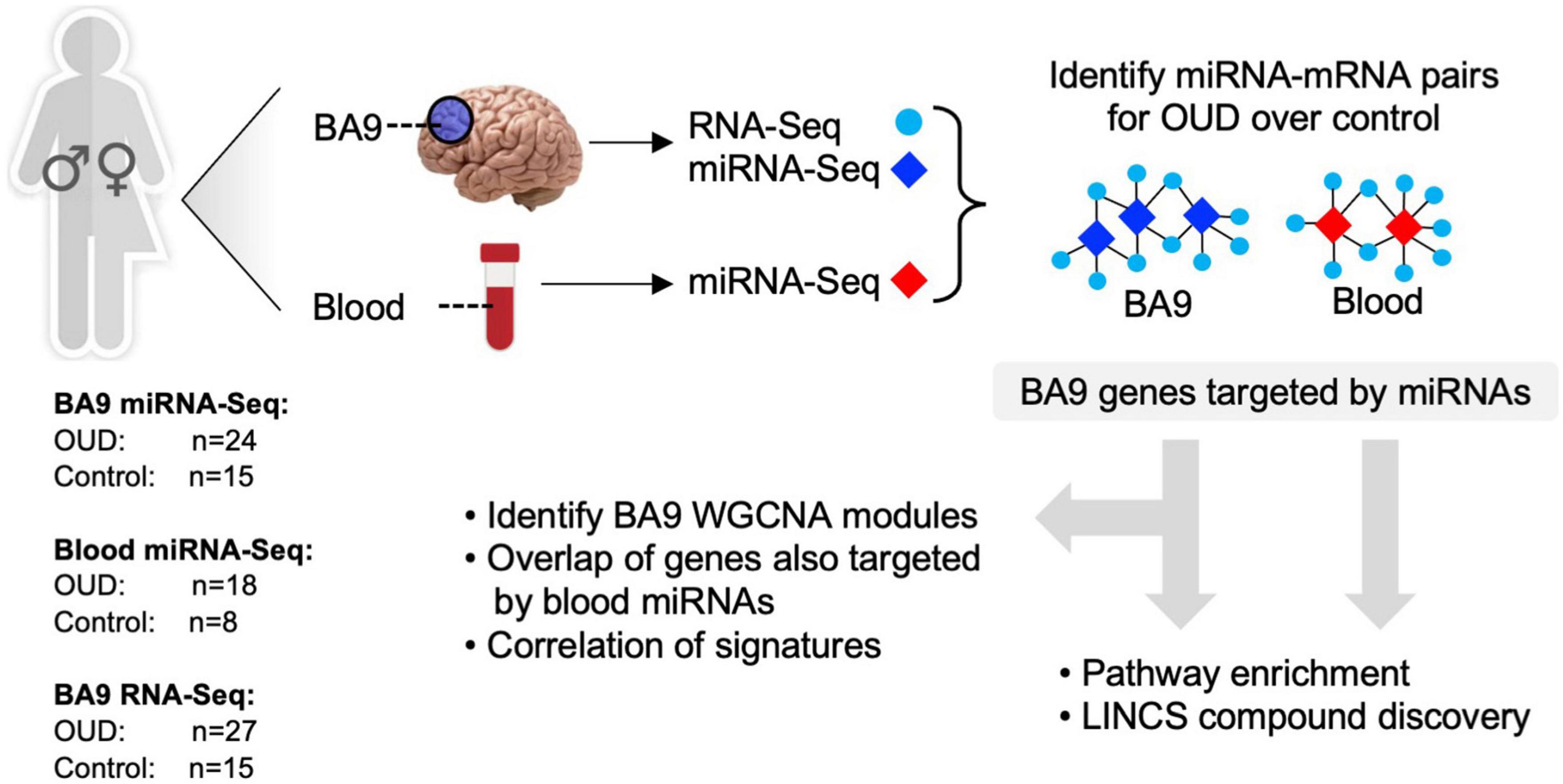 MicroRNA–mRNA networks are dysregulated in opioid use disorder postmortem brain: Further evidence for opioid-induced neurovascular alterations